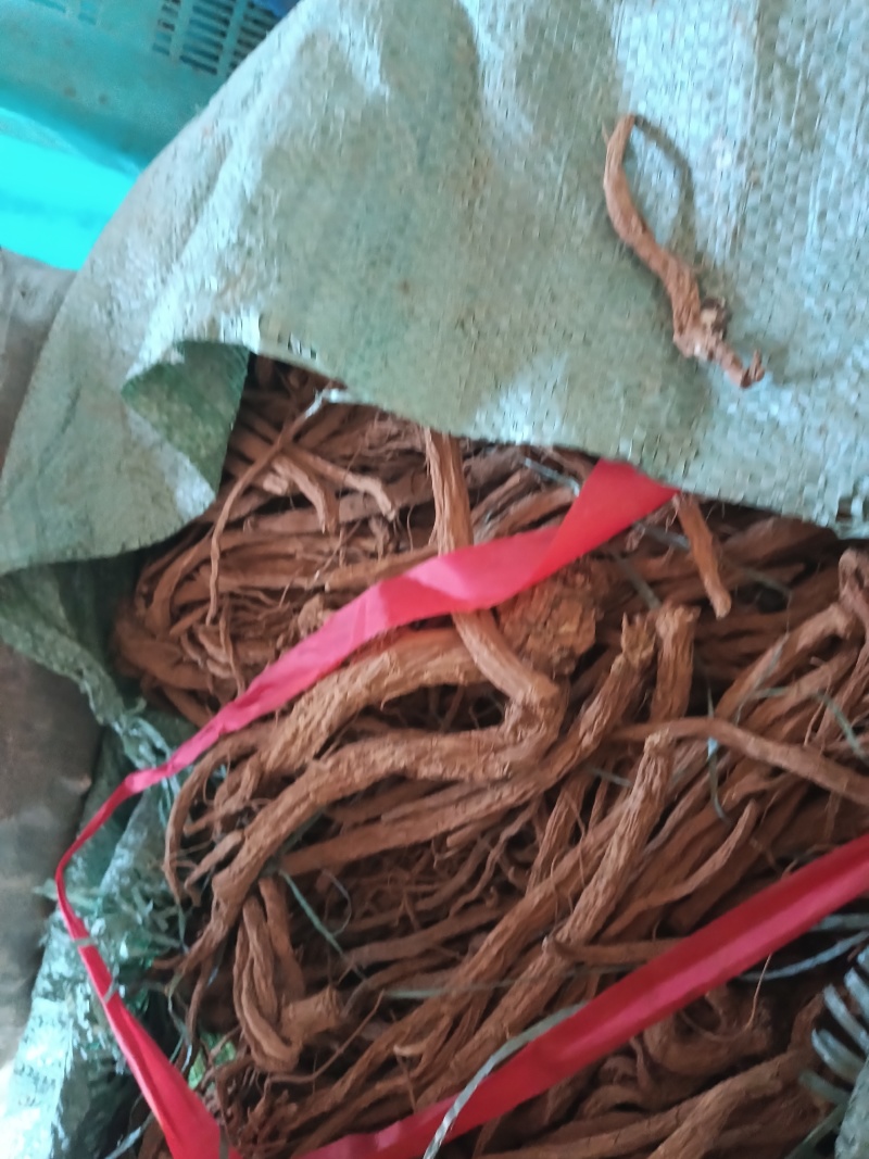 续断一年生原统货带芦头