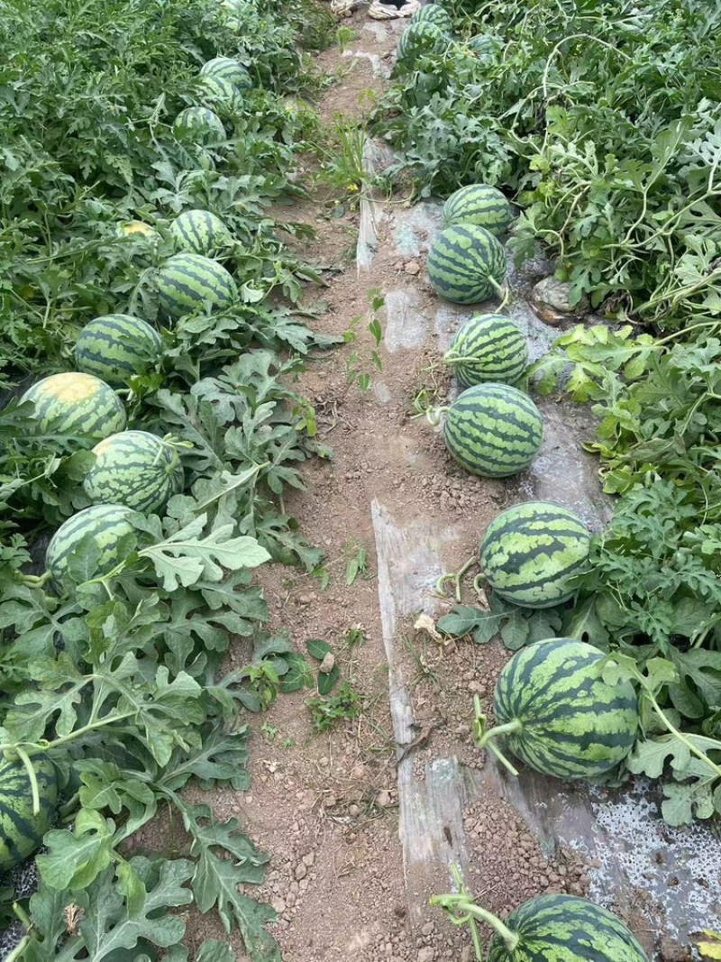 嘉年华5号西瓜货源充足，产地直发，诚信经营，欢迎客商来电