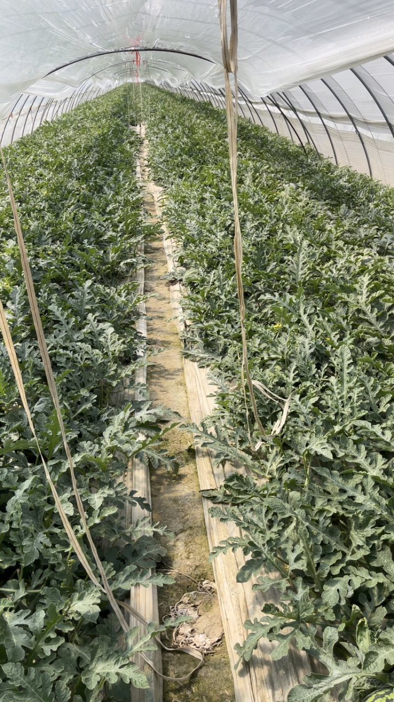 嘉年华5号西瓜货源充足，产地直发，诚信经营，欢迎客商来电