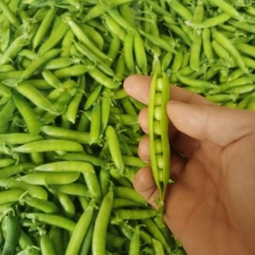 25年青豌豆，豌豆荚，保质保量，货源充足。全国供应。电商