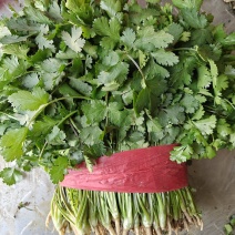 山东菏泽陆地香菜大量上市支持电商平台各大市场全国发货