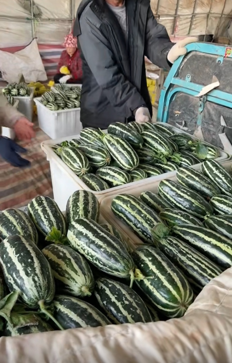 【精】甜瓜博洋甜瓜，甜脆可口量大从优产地直发