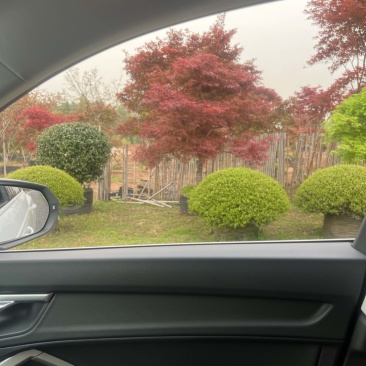 羽毛槭：邹家苗圃大量供应羽毛槭欢迎老板来电咨询