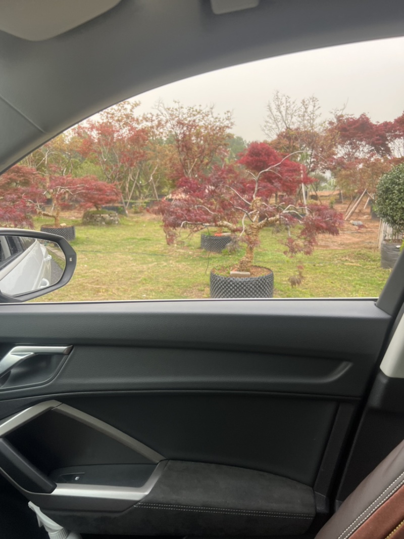 羽毛槭：邹家苗圃大量供应羽毛槭欢迎老板来电咨询