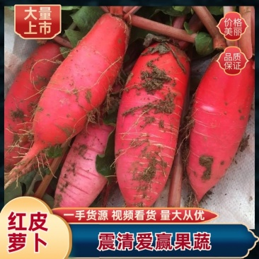 （精品）山东红皮萝卜，电商，市场，商超对接各大电商