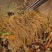 粉丝豌豆粉丝龙口粉丝宝鸡粉丝地摊粉丝工厂货源