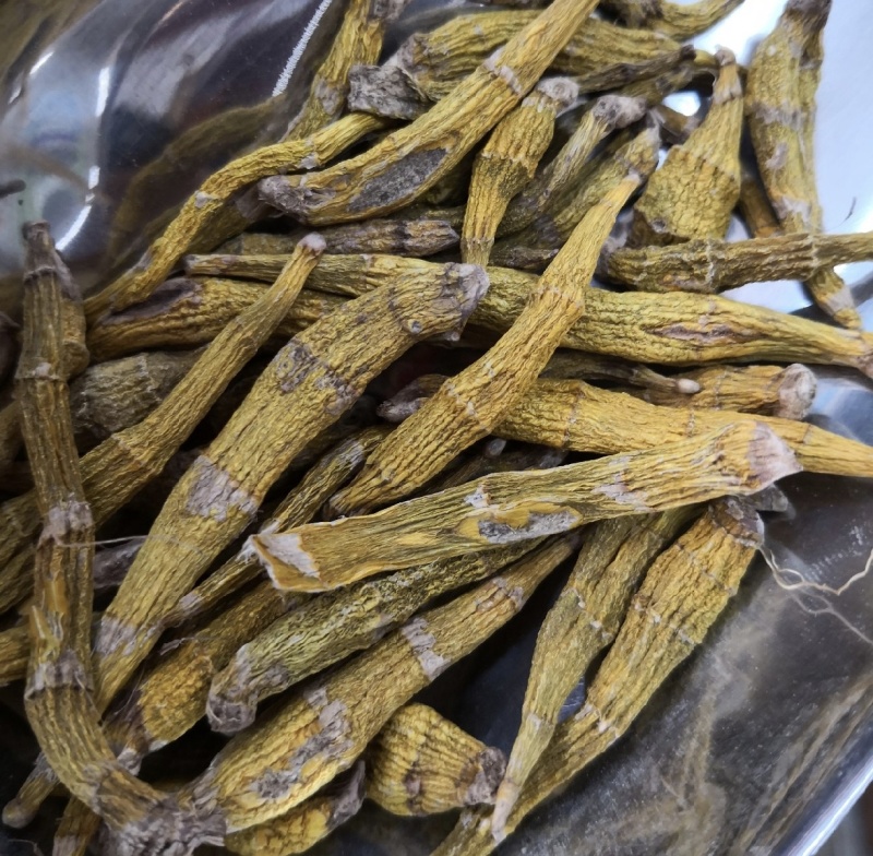铁皮石斛大货批发，产地直发云南芒市铁皮石斛产地农民直发