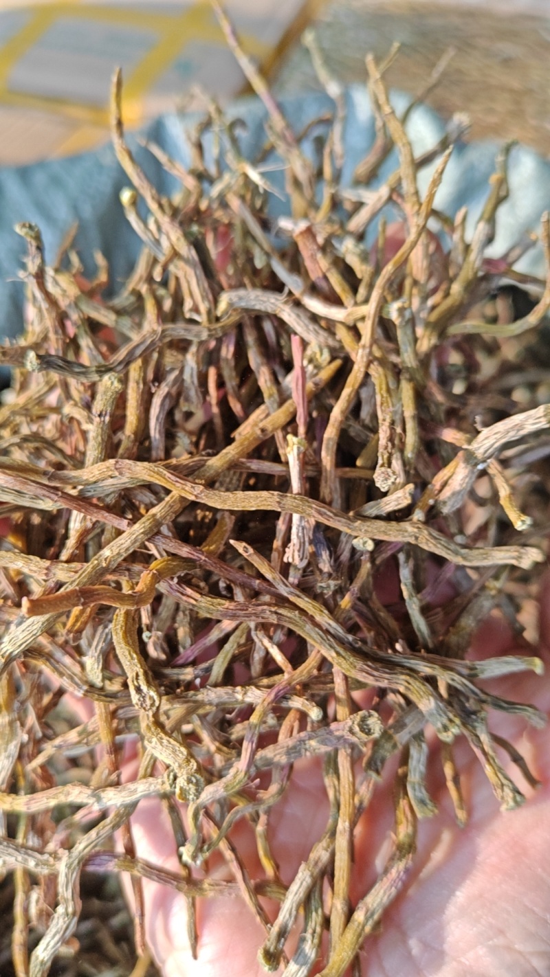 铁皮石斛大货批发，产地直发云南芒市铁皮石斛产地农民直发