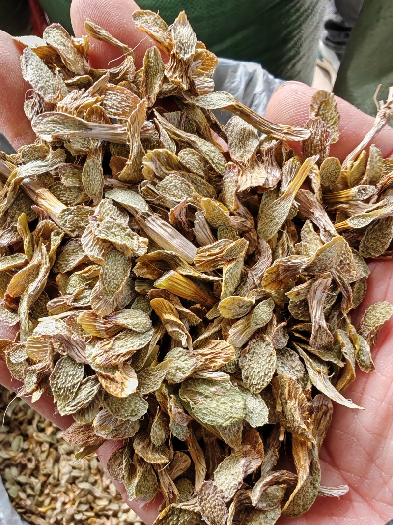 铁皮石斛大货批发，产地直发云南芒市铁皮石斛产地农民直发