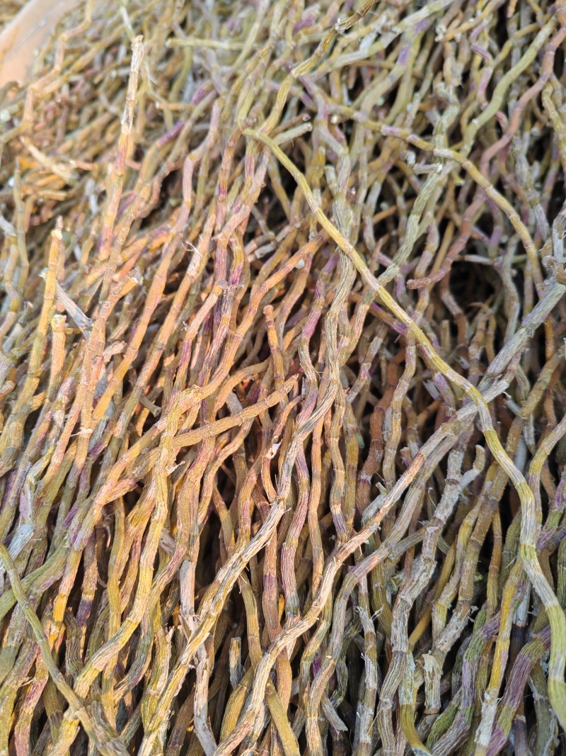 铁皮石斛大货批发，产地直发云南芒市铁皮石斛产地农民直发