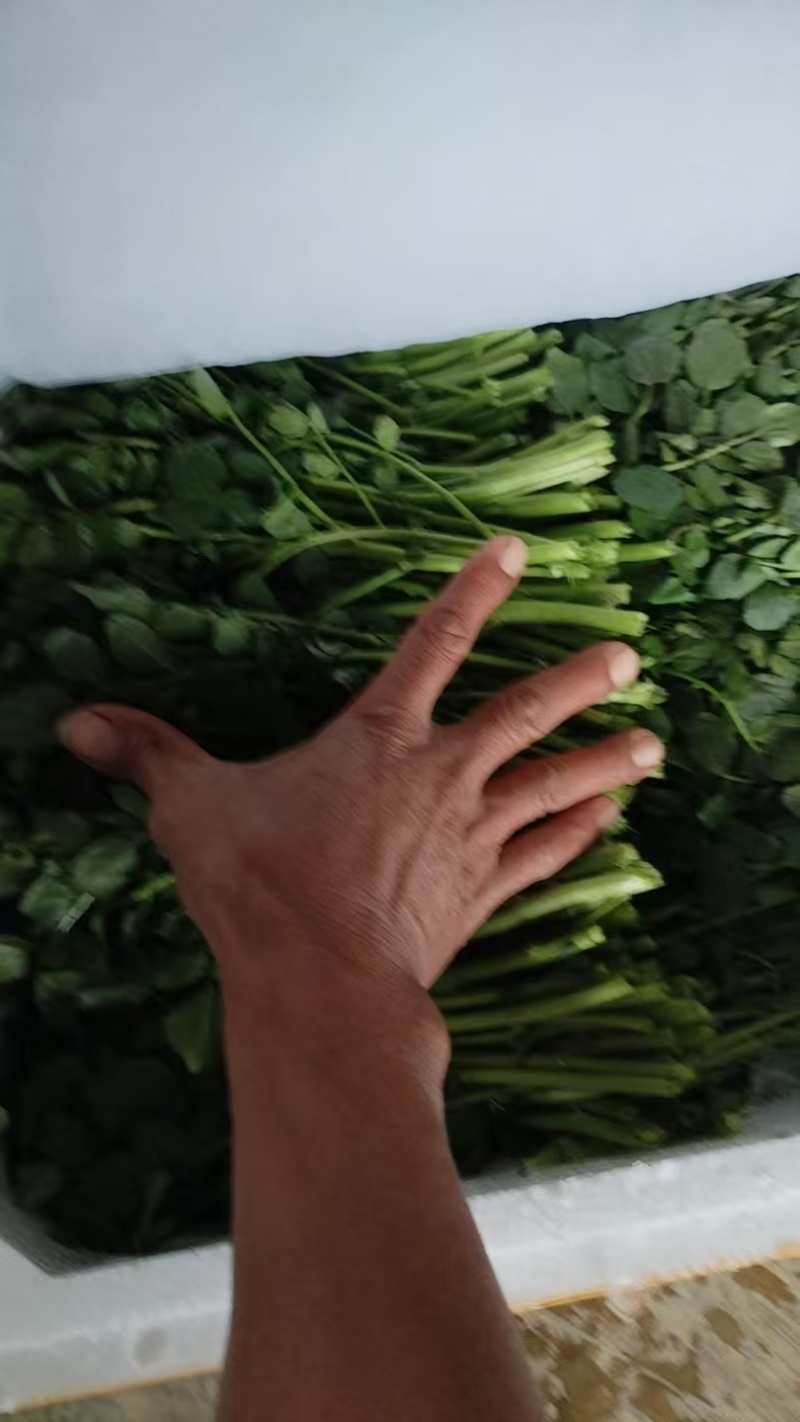 西洋菜，枸杞叶基地直供，货源稳定，365天不缺货！