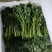 西洋菜，枸杞叶基地直供，货源稳定，365天不缺货！