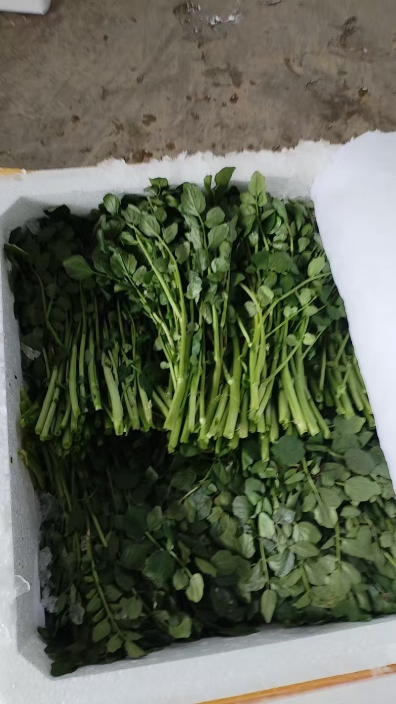 西洋菜，枸杞叶基地直供，货源稳定，365天不缺货！
