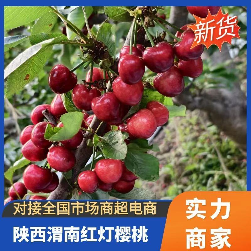 陕西大荔红灯樱桃甜度好货量大支持电商代发社区团购定制包装