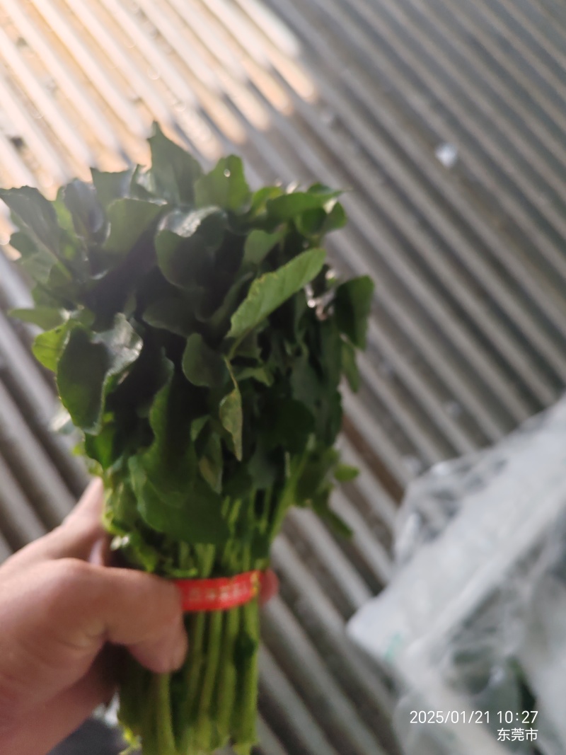 西洋菜，枸杞叶基地直供，货源稳定，365天不缺货！