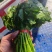 西洋菜，枸杞叶基地直供，货源稳定，365天不缺货！