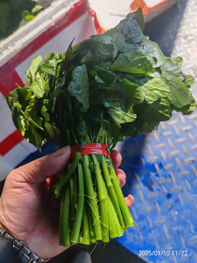 西洋菜，枸杞叶基地直供，货源稳定，365天不缺货！