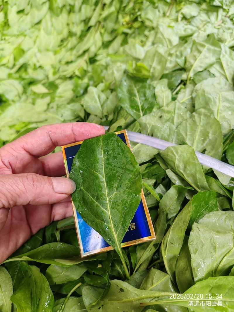 西洋菜，枸杞叶基地直供，货源稳定，365天不缺货！