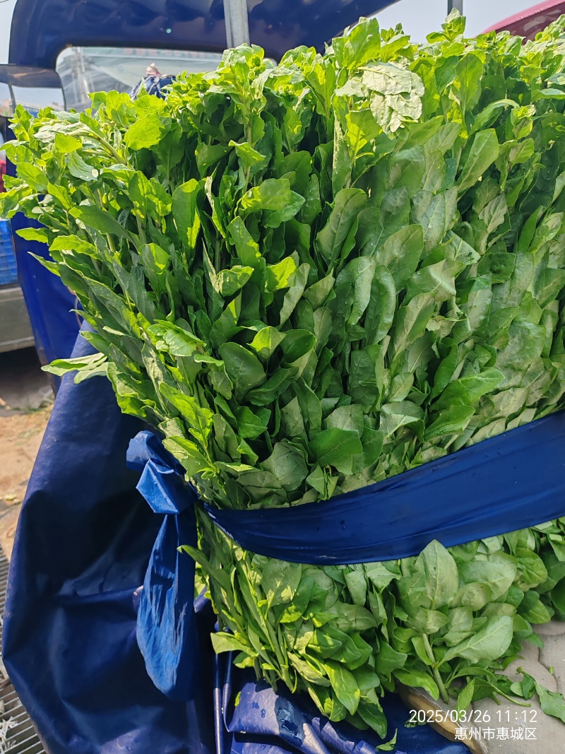 西洋菜，枸杞叶基地直供，货源稳定，365天不缺货！