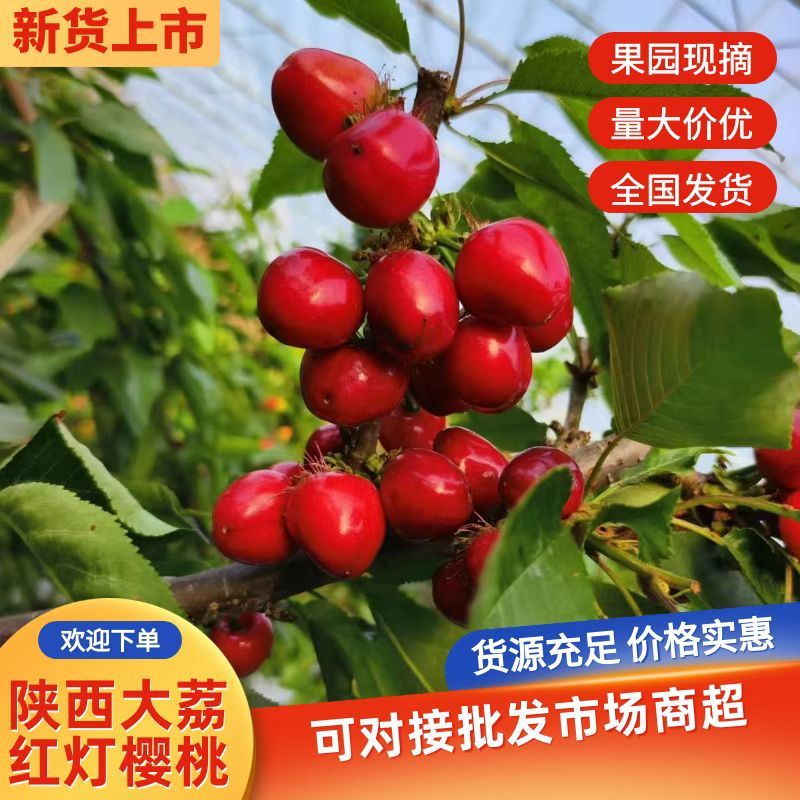 陕西大荔红灯樱桃甜度好货量大支持电商代发社区团购定制包装