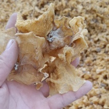 羊肚耳沙耳筛选精选自产自销四季供货价格便宜