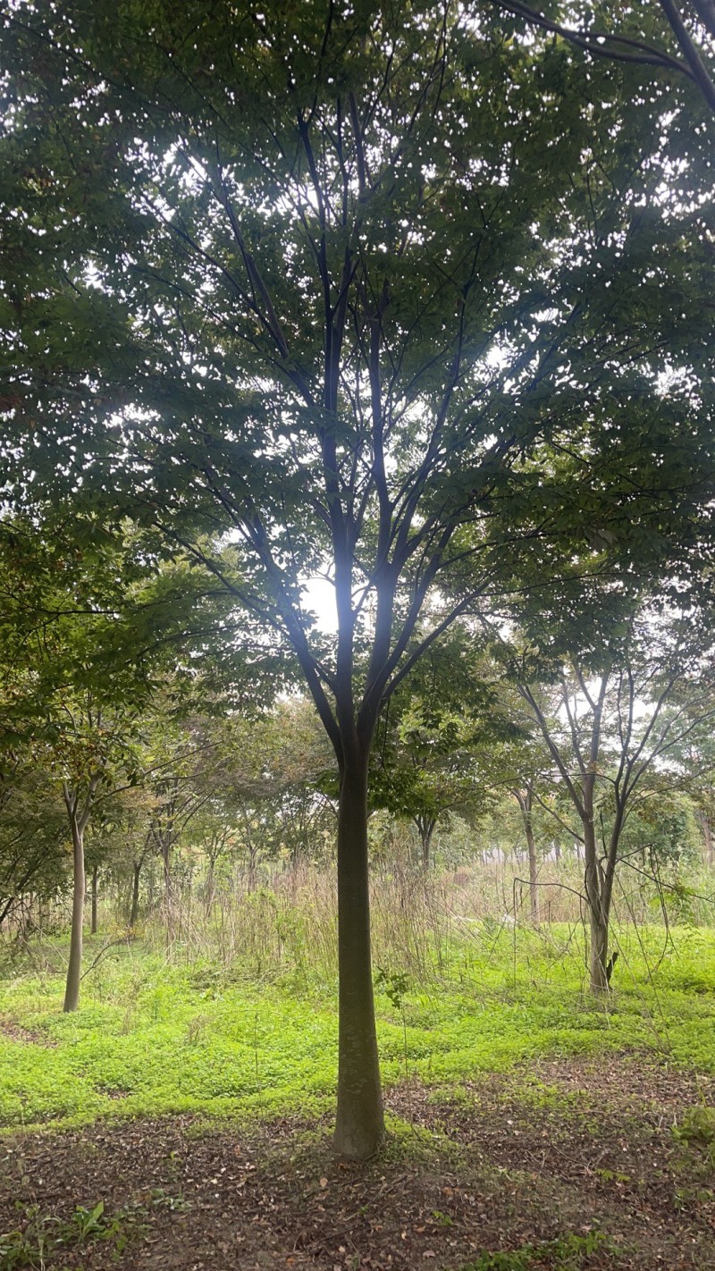榉树，红榉，北方榉树，高分枝榉树12～30公分，规格齐全