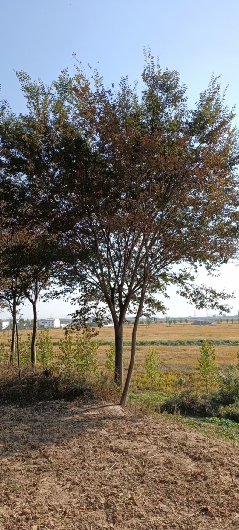 榉树，红榉，北方榉树，高分枝榉树12～30公分，规格齐全