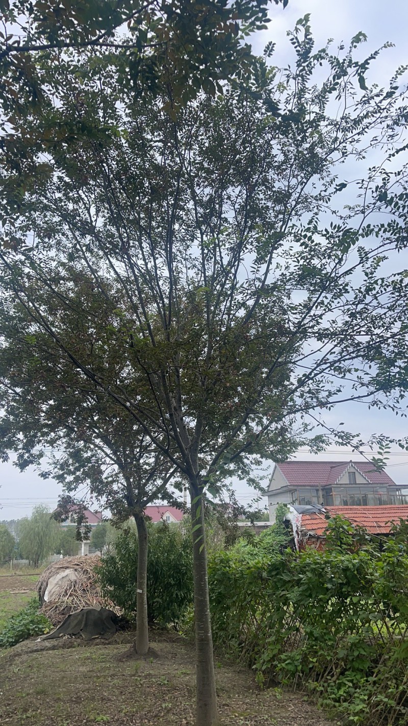 榉树。红榉，北方榉树，高分枝榉树10-35公分，规格齐全