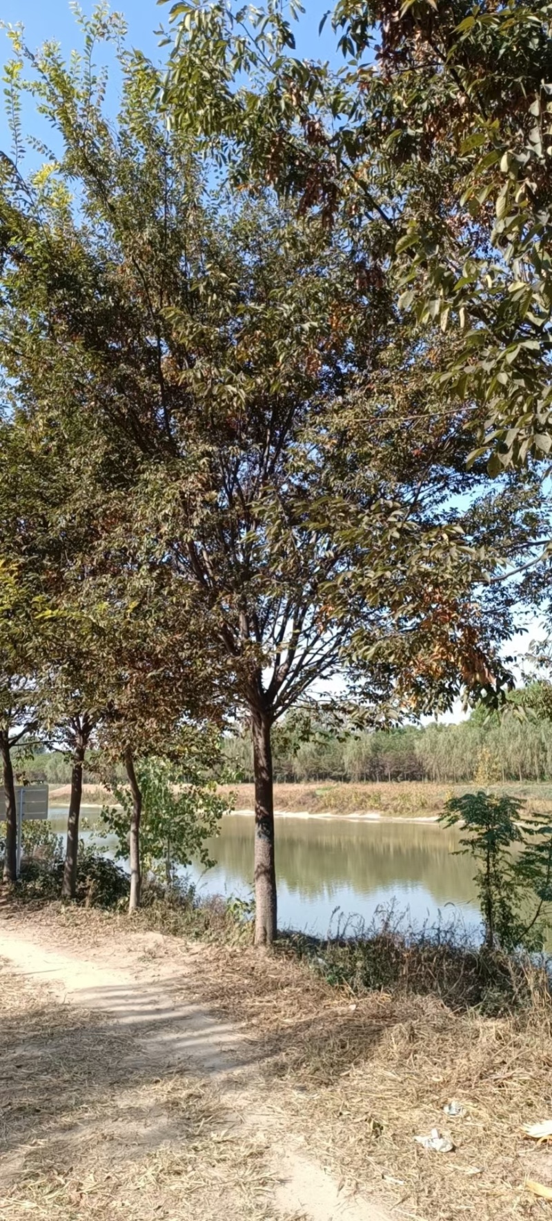 榉树。红榉，北方榉树，高分枝榉树10-35公分，规格齐全