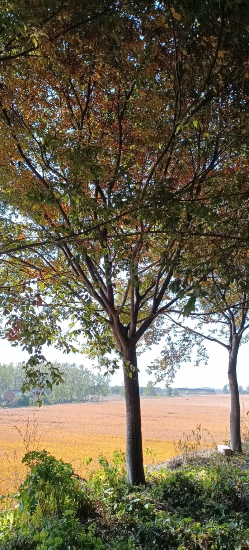榉树。红榉，北方榉树，高分枝榉树10-35公分，规格齐全