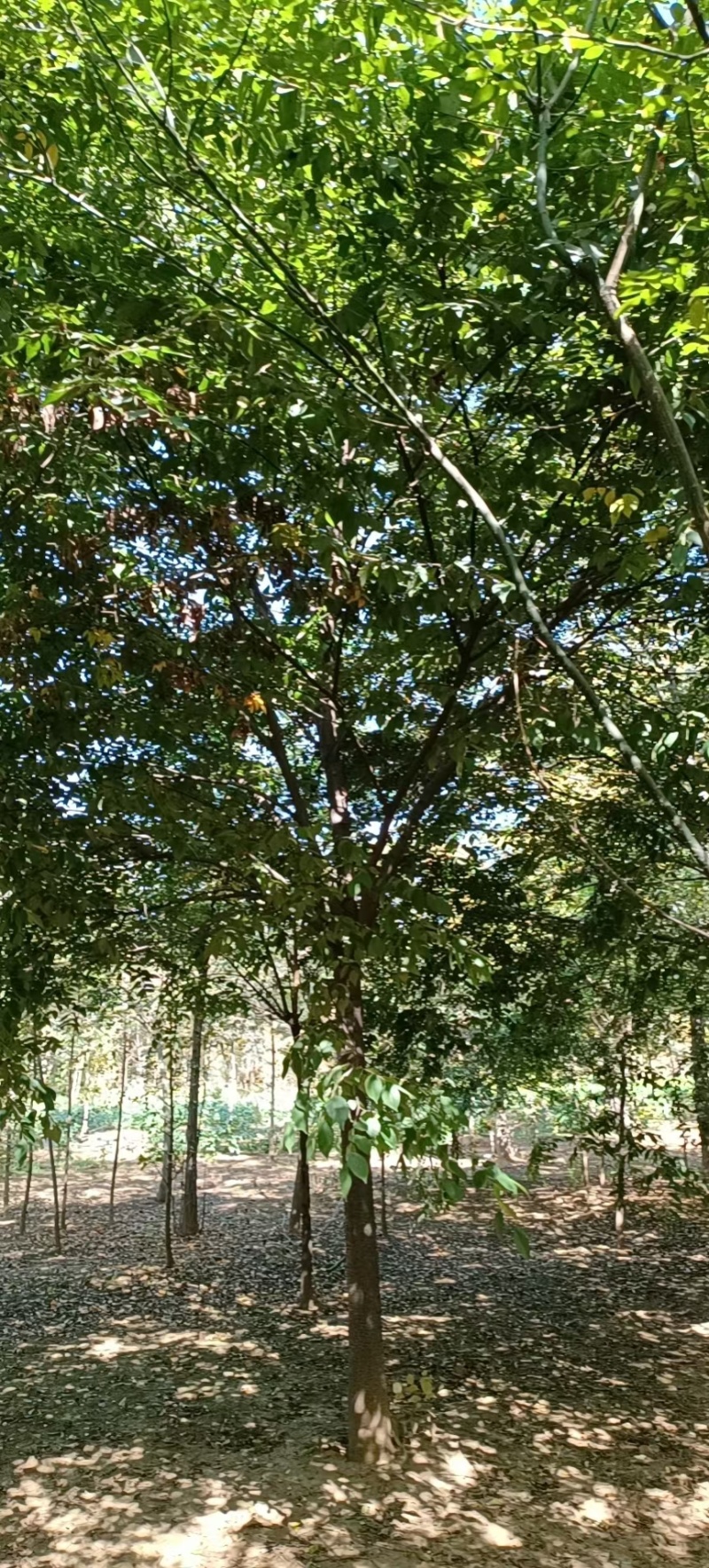 榉树。红榉，北方榉树，高分枝榉树10-35公分，规格齐全