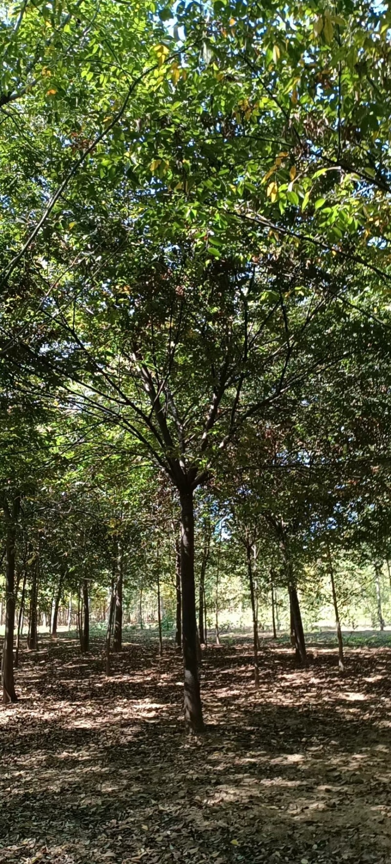 榉树。红榉，北方榉树，高分枝榉树10-35公分，规格齐全