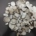 野生粉防己，防己，汉防己保质保量供货价钱实惠