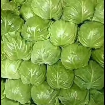 甘蓝包菜大量上市