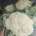 精品有机花菜