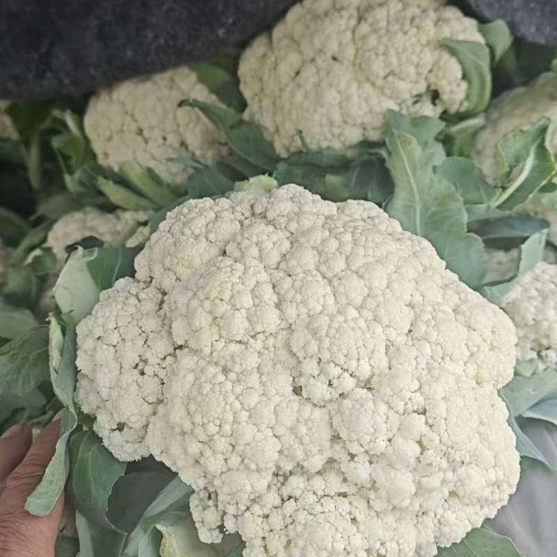 精品有机花菜