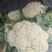 精品有机花菜