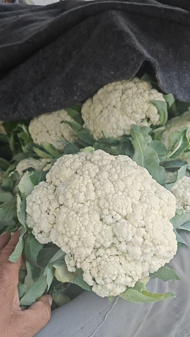精品有机花菜