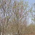 紫玉兰，红玉兰，12～20公分规格齐全，山东玉兰江苏玉兰