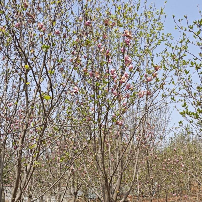 紫玉兰，红玉兰，12～20公分规格齐全，山东玉兰江苏玉兰