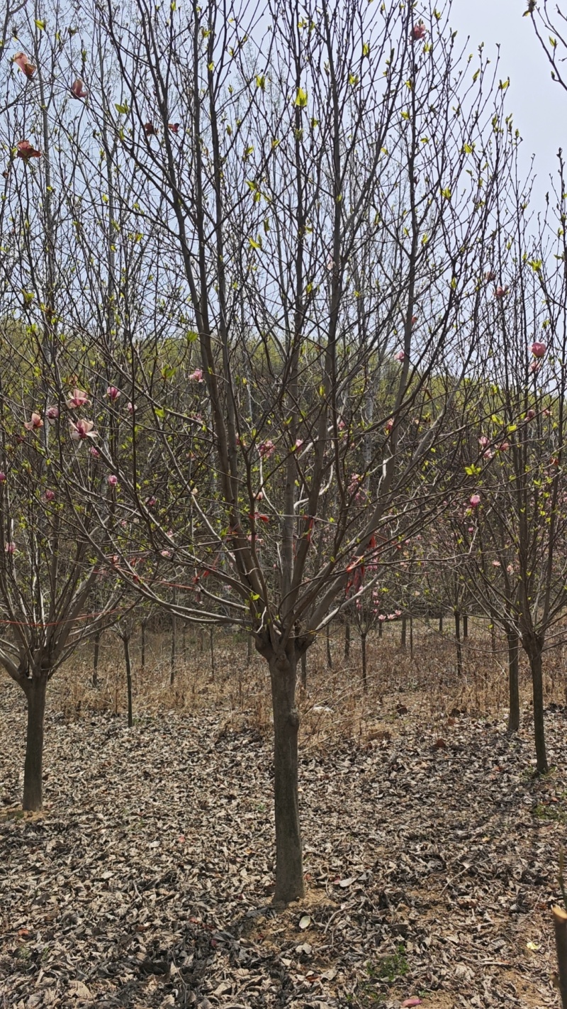 紫玉兰，红玉兰，12～20公分规格齐全，山东玉兰江苏玉兰