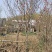 紫玉兰，红玉兰，12～20公分规格齐全，山东玉兰江苏玉兰