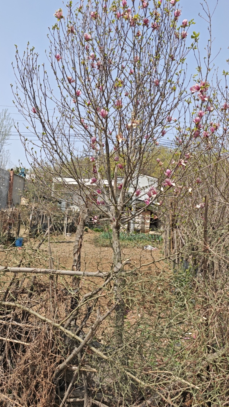 紫玉兰，红玉兰，12～20公分规格齐全，山东玉兰江苏玉兰