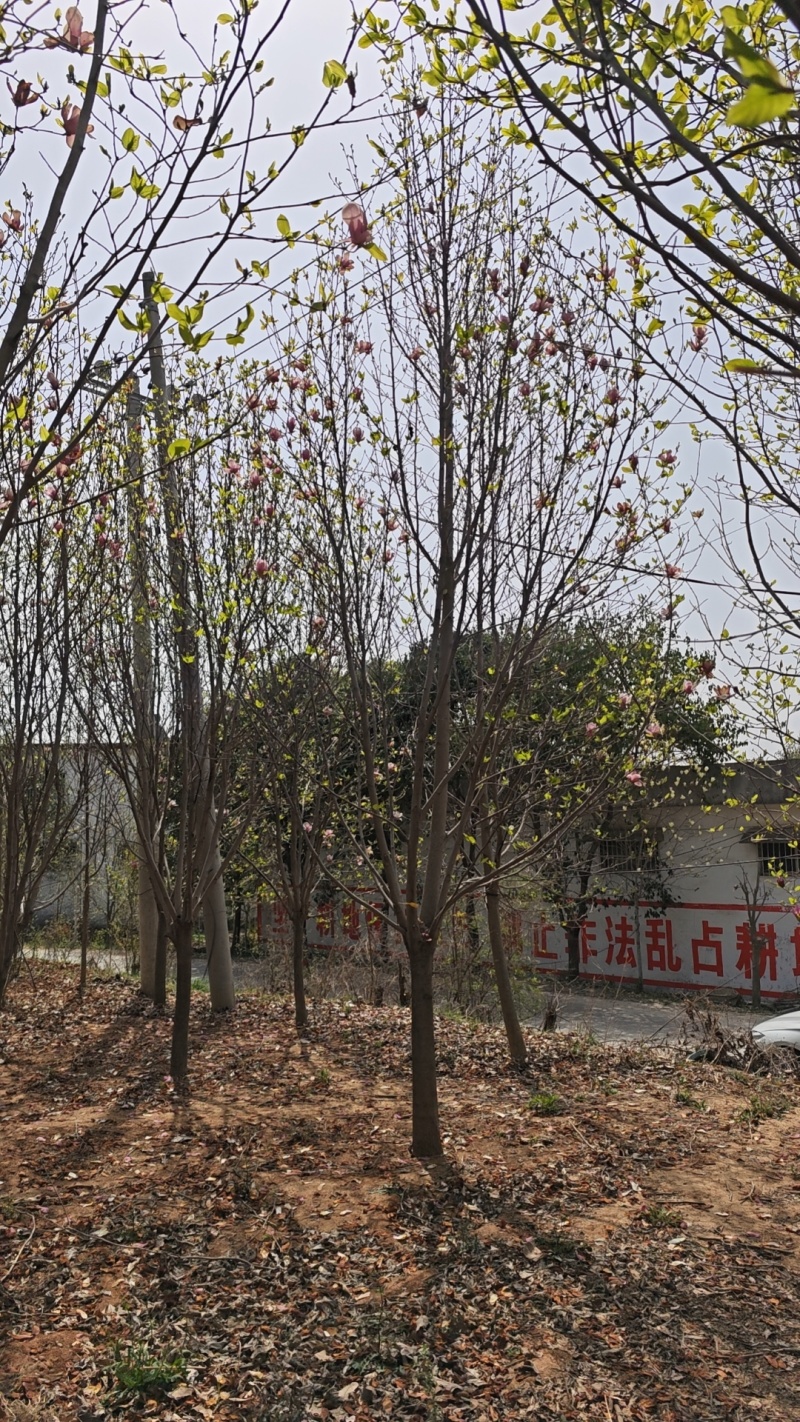 紫玉兰，红玉兰，12～20公分规格齐全，山东玉兰江苏玉兰