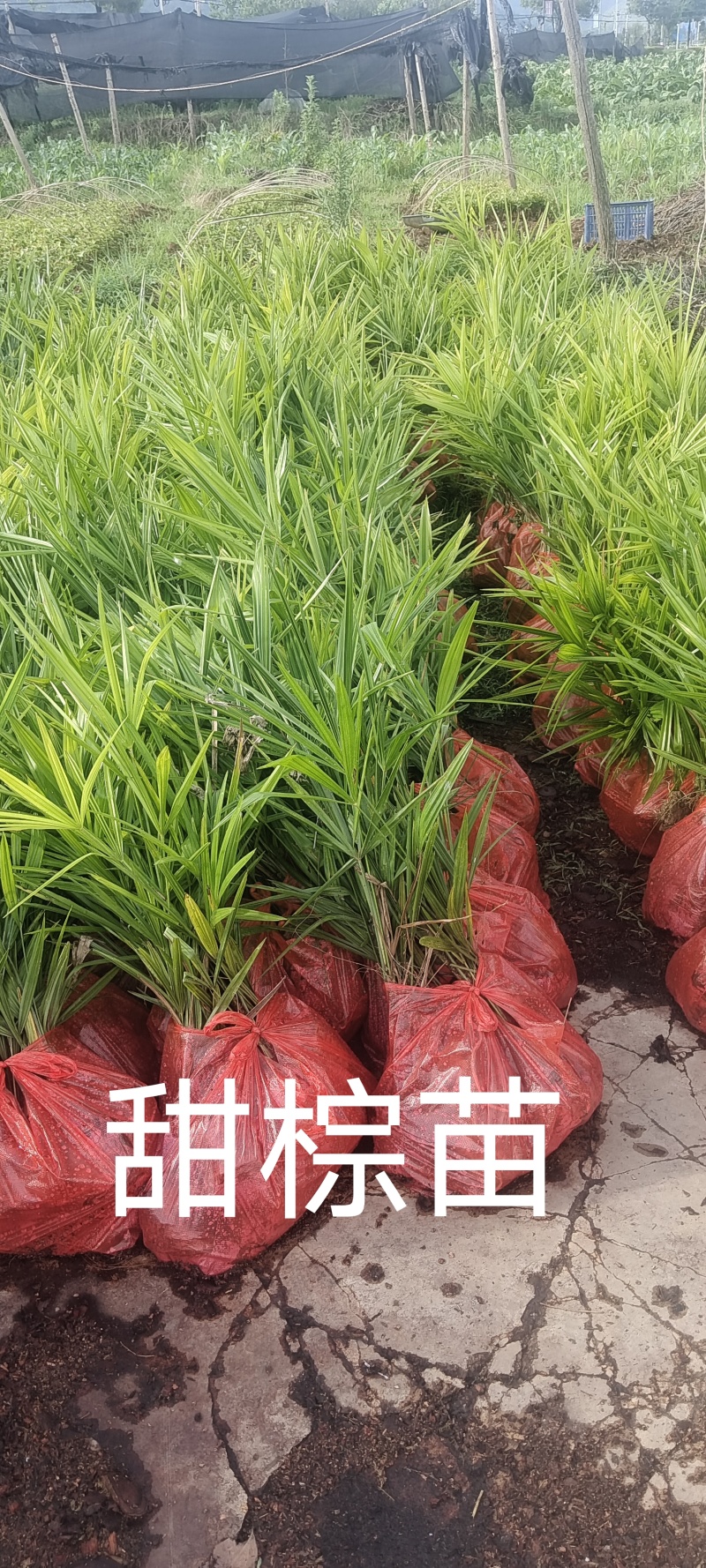 甜棕树苗出售，云南糯粽，有3年苗，四年苗，袋苗，裸根苗，