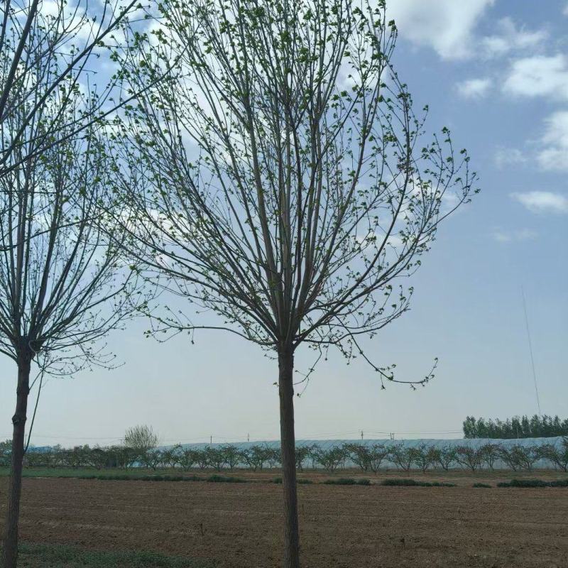 速生白蜡