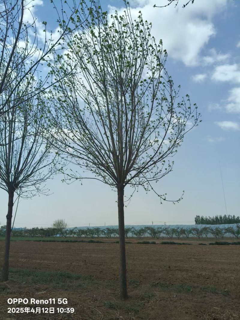 速生白蜡