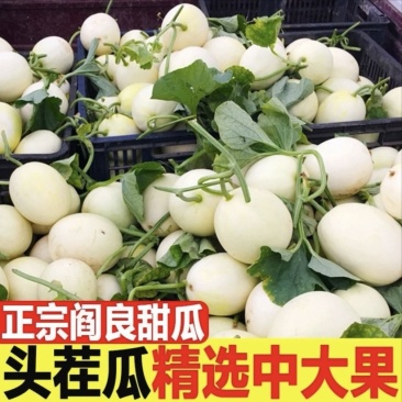 【爆甜】新鲜应季阎良甜瓜/甜蜜瓜脆/博洋9号大量供应市场