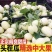 【爆甜】新鲜应季阎良甜瓜/甜蜜瓜脆/博洋9号大量供应市场