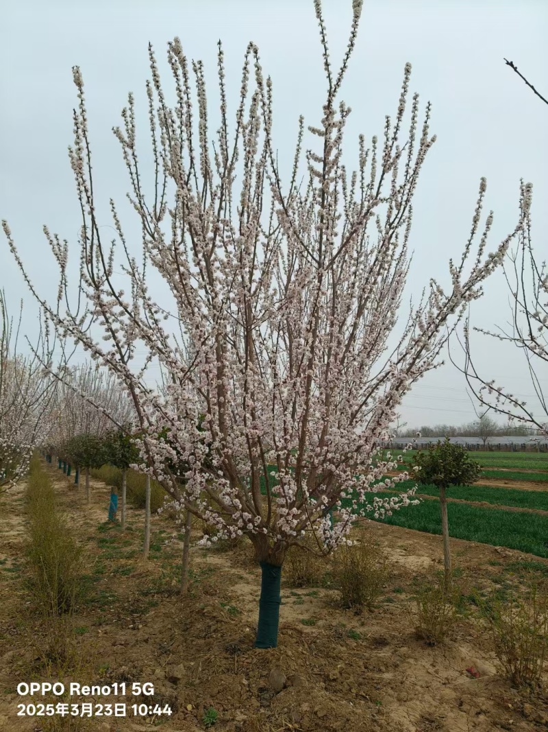 假植山杏树